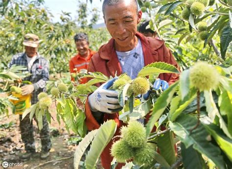 黃金板栗種植 路今其 肖彎彎